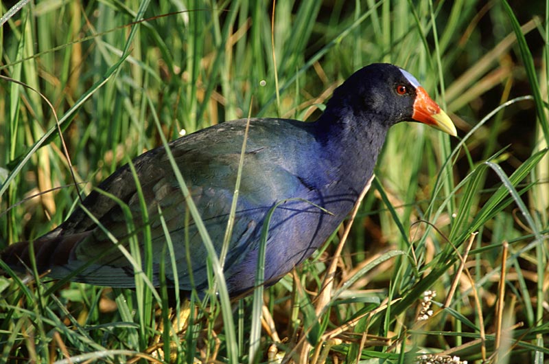 Purple Gallinule