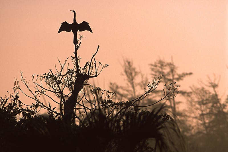 Anhinga