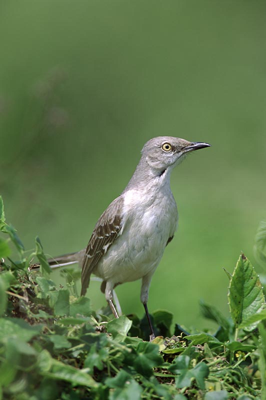 Northern Mockingbird