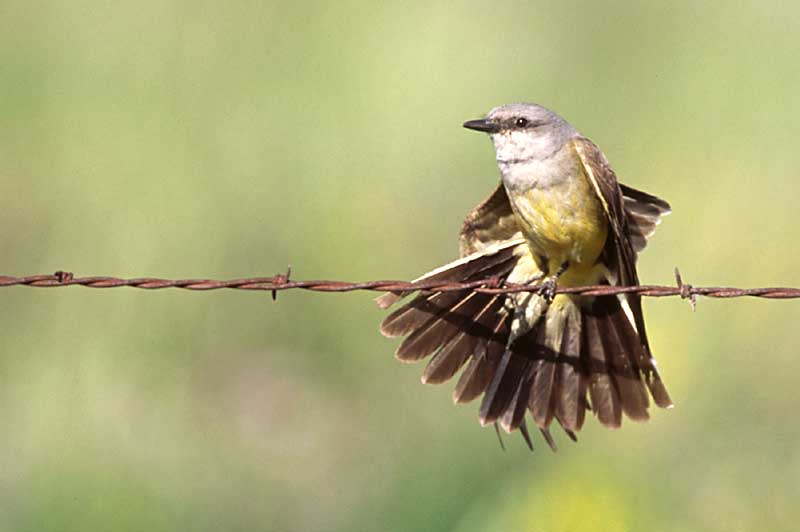 Western Kingbird