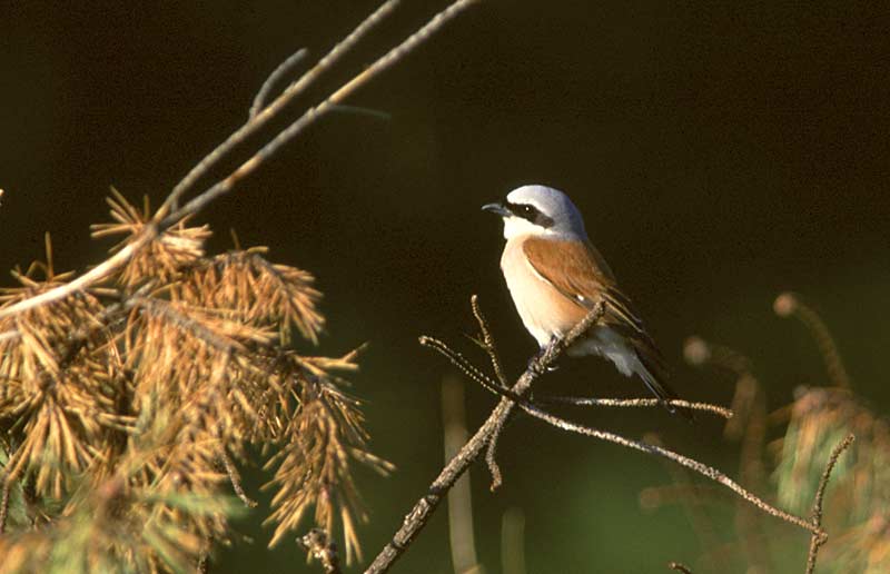 Red-backed Shrike