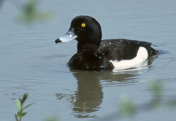 Tufted Duck