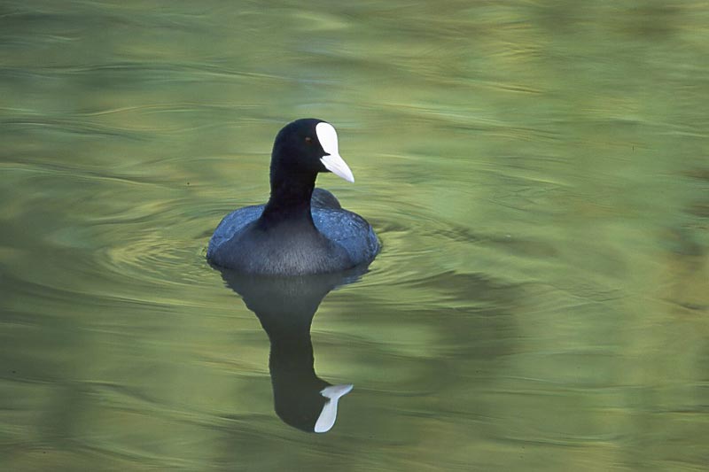 Eurasian Coot