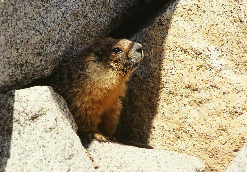 Marmot