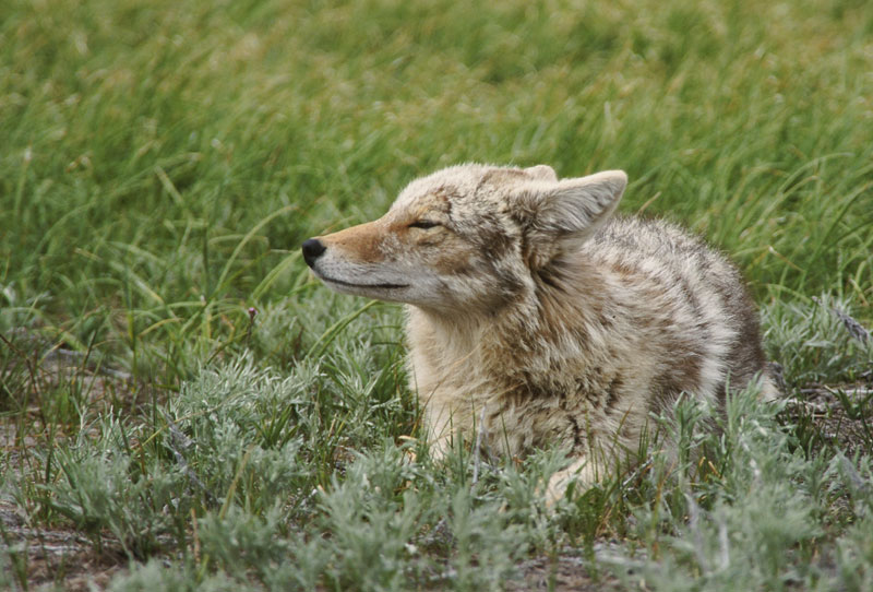 Coyote