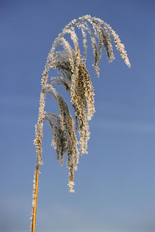 Frost on reedgrass