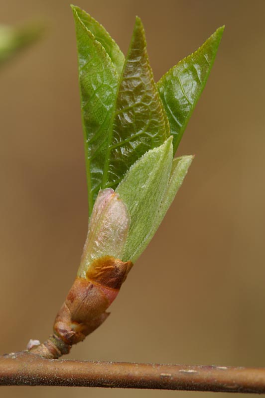 Leaf bud
