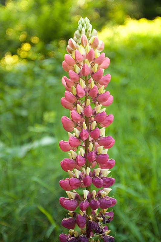 Lupines