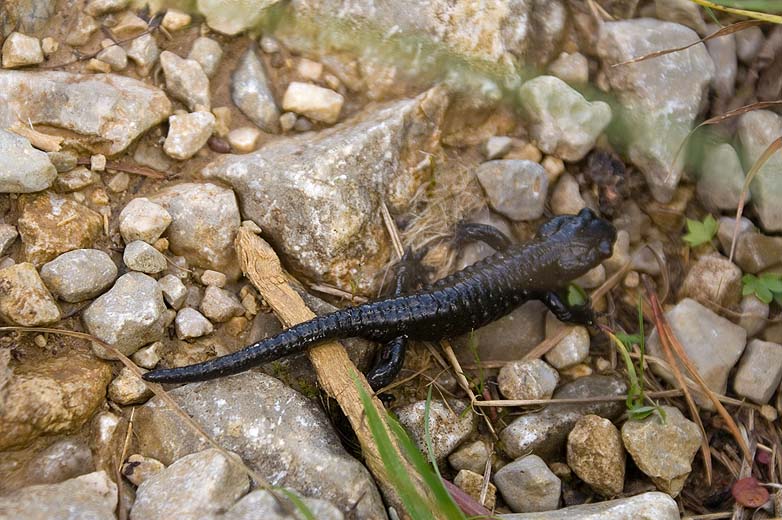 Alpine salamander