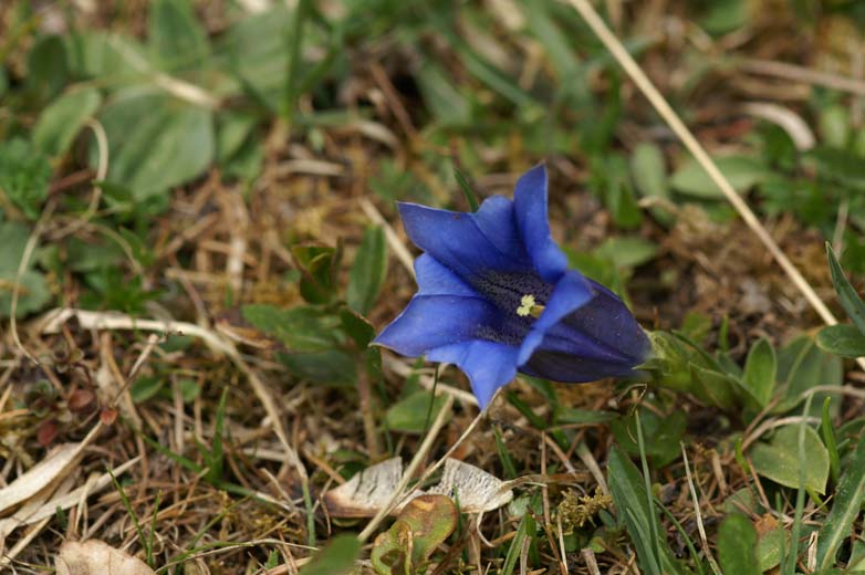 Alpine Gentiana