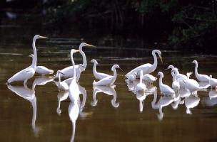 Great Egrets and Snowy Egrets