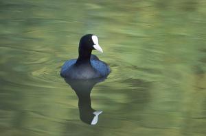 Eurasian Coot