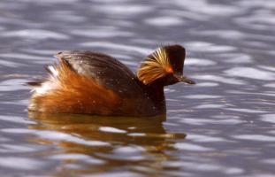 Eared Grebe