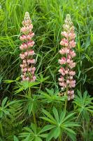 Lupines